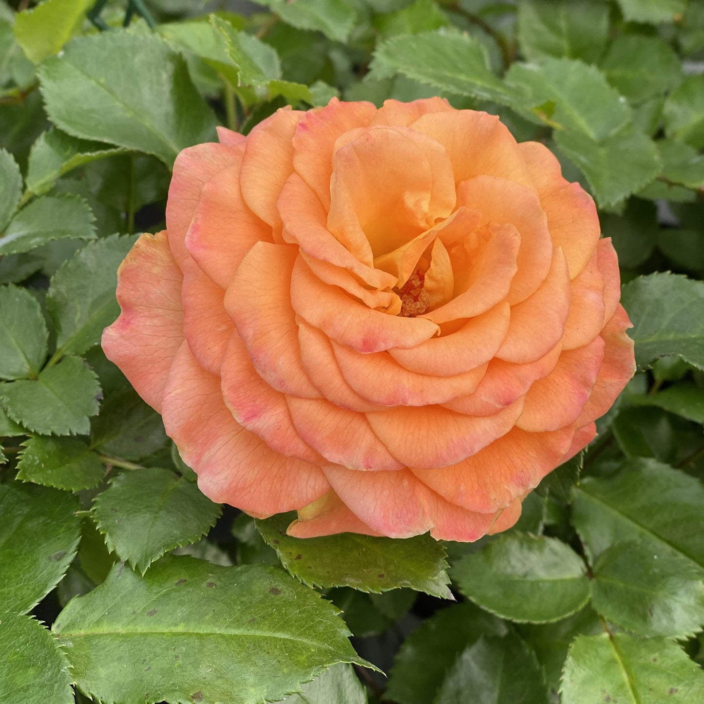 Oso Easy® Sunorita® Rose (Rosa) - Photo Property of Garden Crossings LLC