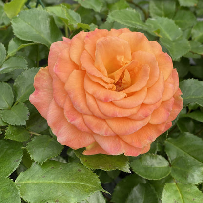 Oso Easy® Sunorita® Rose (Rosa) - Photo Property of Garden Crossings LLC