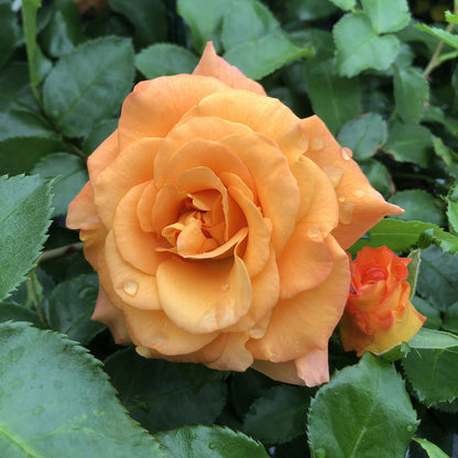 Oso Easy® Sunorita® Rose (Rosa) - Photo Property of Garden Crossings LLC