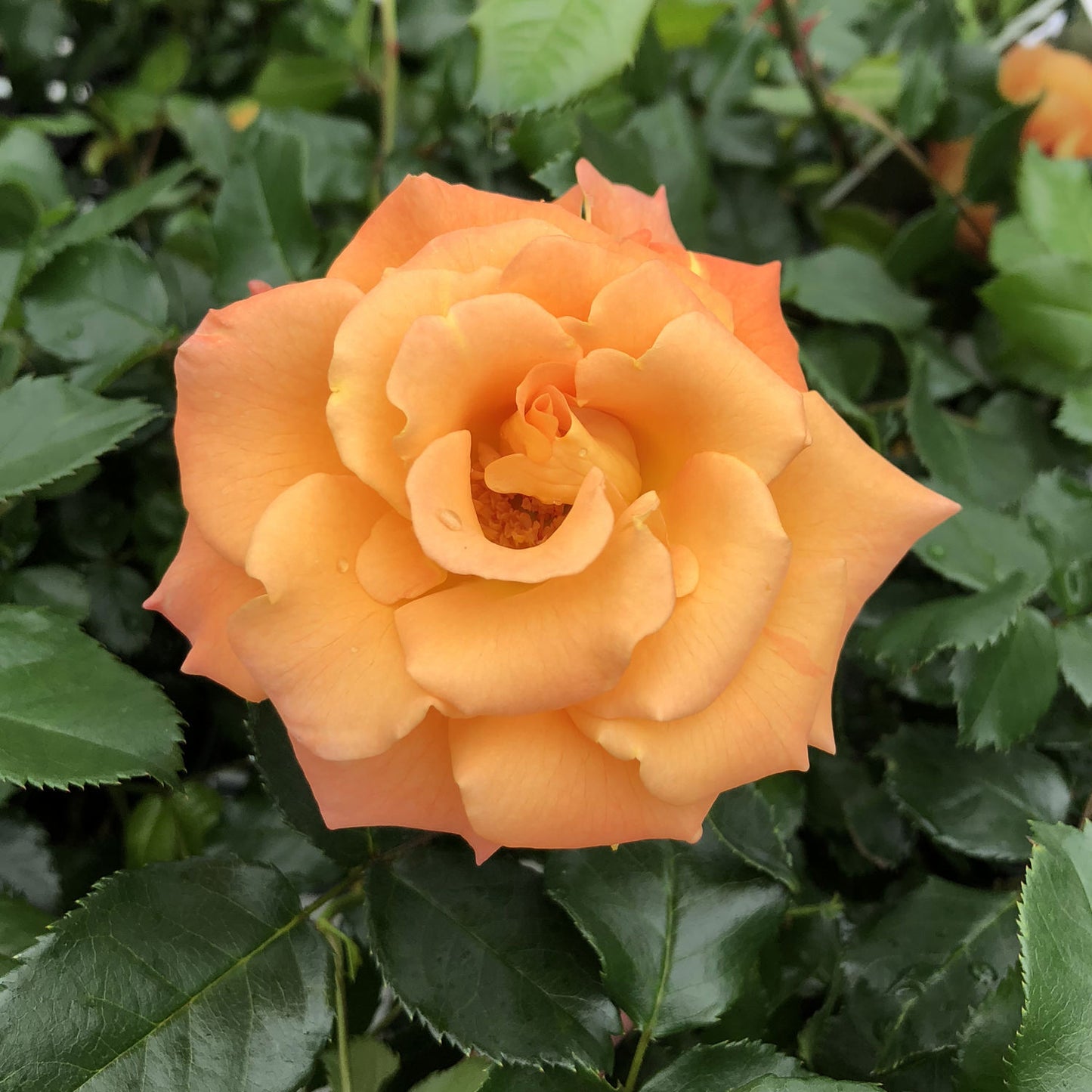 Oso Easy® Sunorita® Rose (Rosa) - Photo Property of Garden Crossings LLC