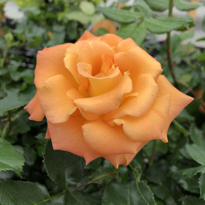 Oso Easy® Sunorita® Rose (Rosa) - Photo Property of Garden Crossings LLC