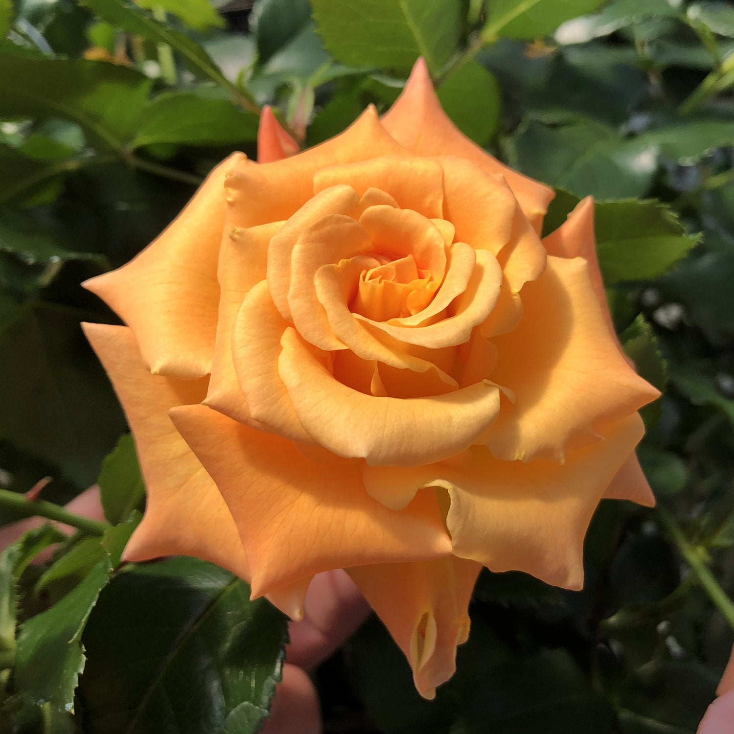 Oso Easy® Sunorita® Rose (Rosa) - Photo Property of Garden Crossings LLC