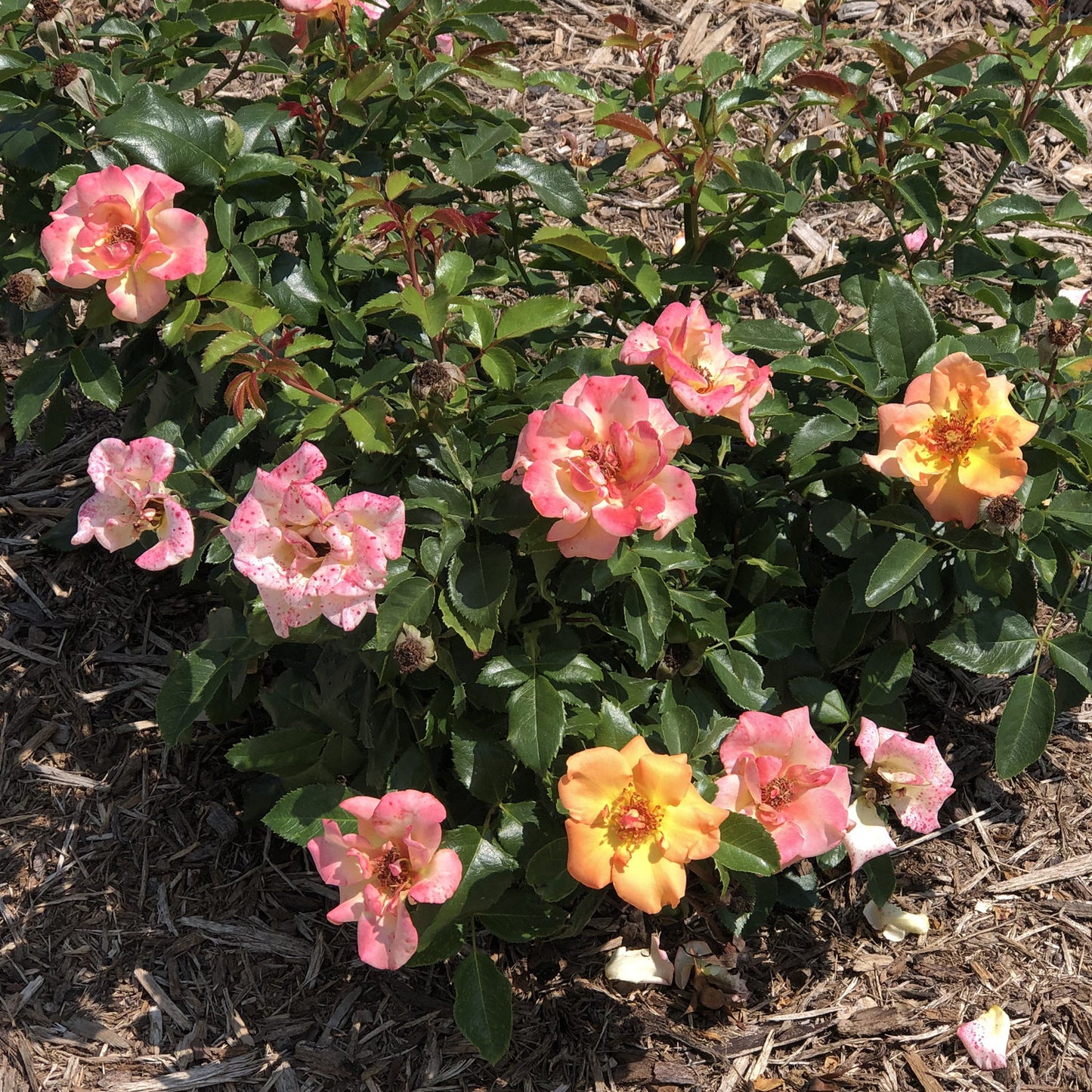 Oso Easy® Sunorita® Rose (Rosa) - Photo Property of Garden Crossings LLC