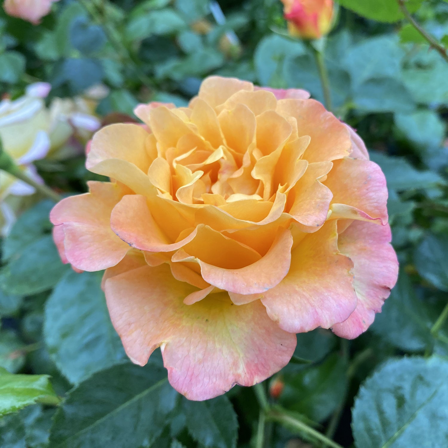 Oso Easy® Sunorita® Rose (Rosa) - Photo Property of Garden Crossings LLC