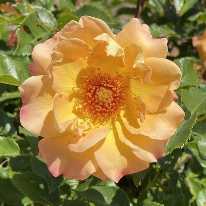 Oso Easy® Sunorita® Rose (Rosa) - Photo Property of Garden Crossings LLC