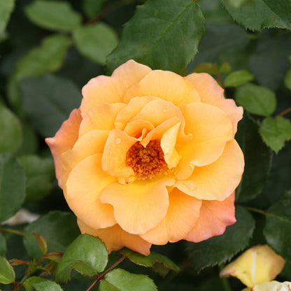Oso Easy® Sunorita® Rose (Rosa) - Photo Courtesy of Proven Winners, Inc.