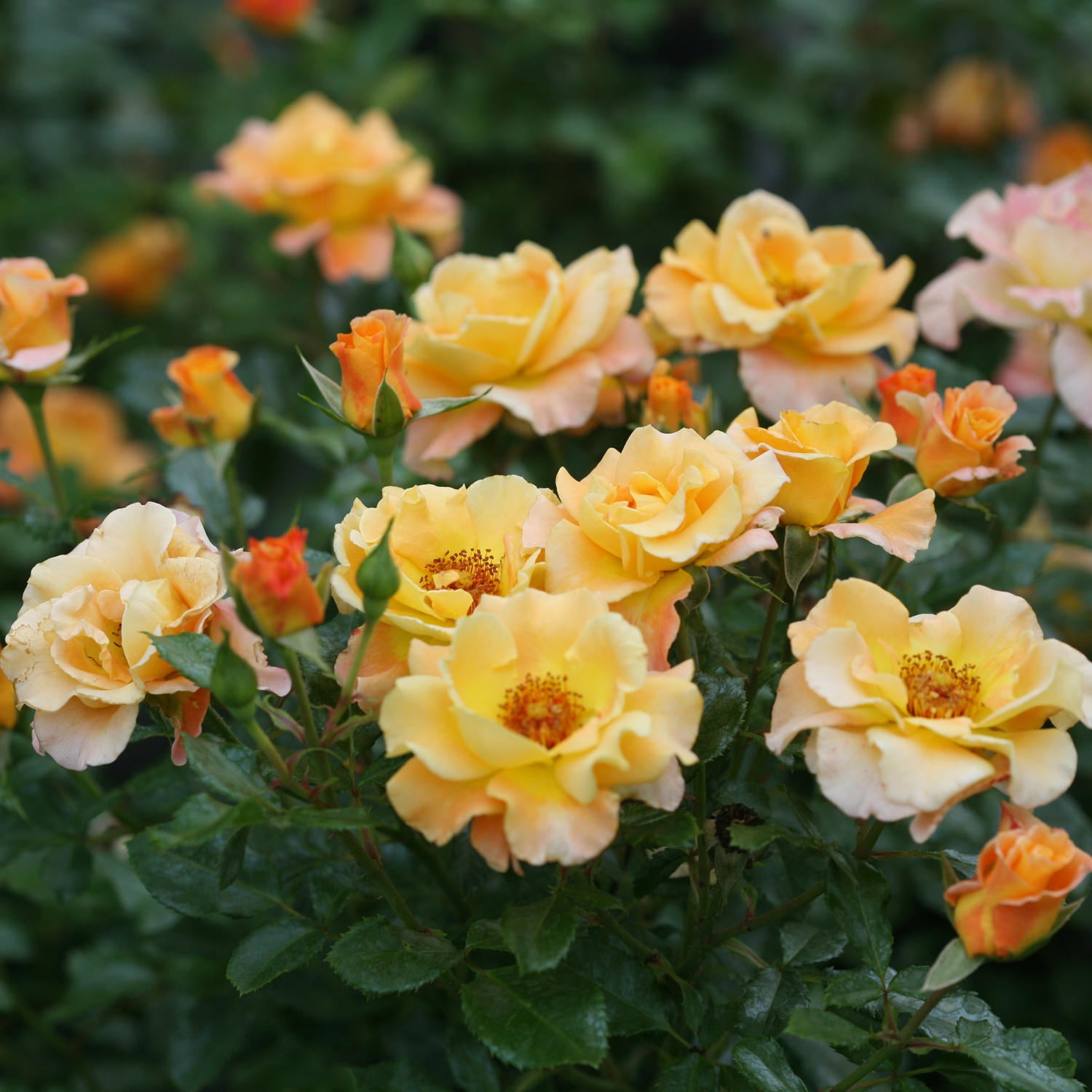 Oso Easy® Sunorita® Rose (Rosa) - Photo Courtesy of Proven Winners, Inc.