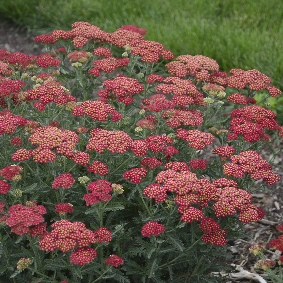 Red yarrow flowers blooming in a Proven Winners® perennial garden