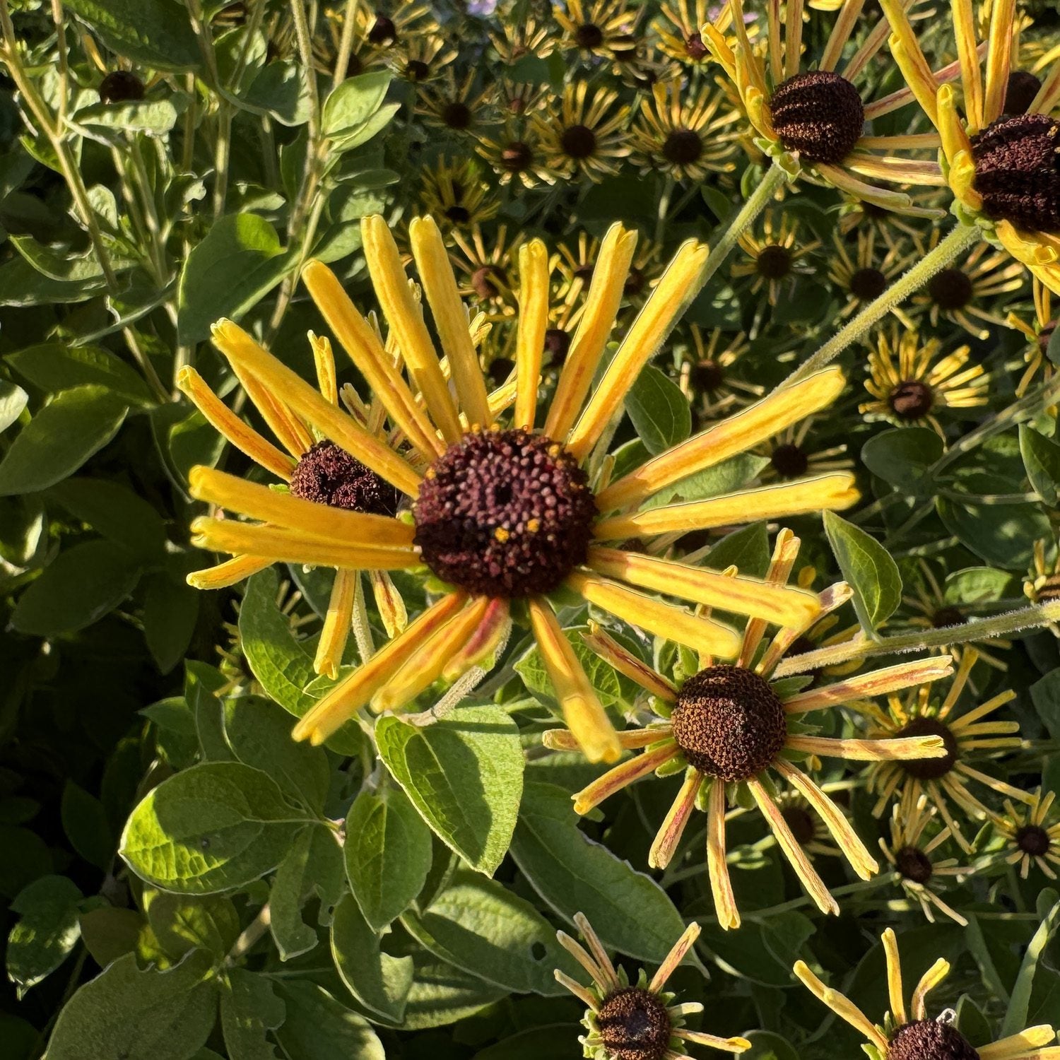 Little Henry' Brown -Eyed Susan (Rudbeckia) - Photo Property of Grden Crossings LLC