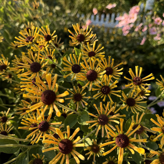 A cluster of 'Little Henry' Brown-Eyed Susan (Rudbeckia) blooms in the sun, displaying yellow petals with brown centers amid green leaves. A white fence and blurred pink flowers are in the background - Photo Property of Garden Crossings LLC.