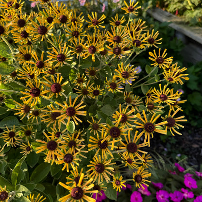 Little Henry' Brown - Photo Property of Garden Crossings LLC