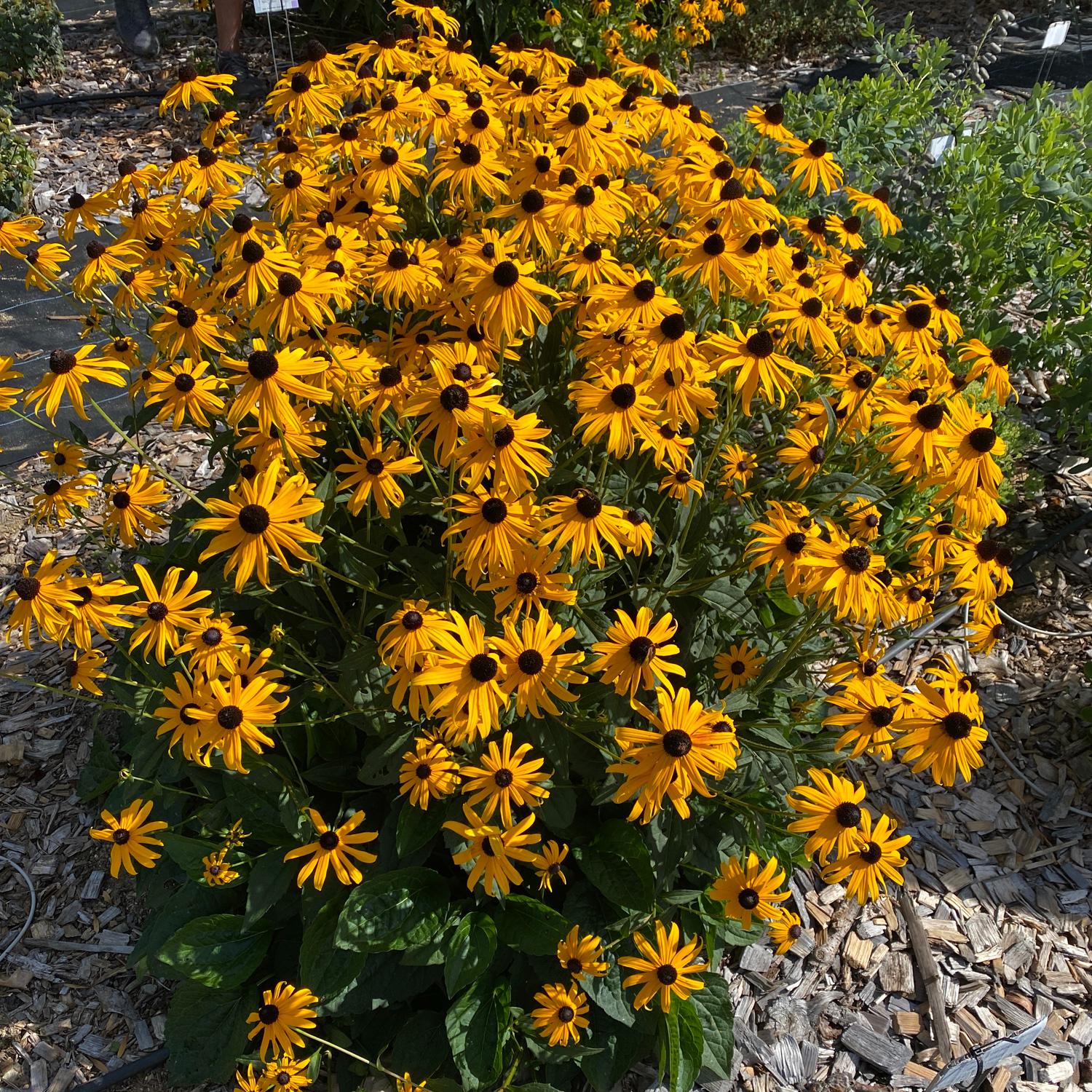 A cluster of vibrant yellow Mega Millions' Black-Eyed Susan (Rudbeckia), a pollinator-friendly perennial, blooms with dark brown centers amid green foliage and wood chip mulch - Photo Courtesy of Proven Winners, Inc.