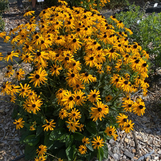 A cluster of vibrant yellow Mega Millions' Black-Eyed Susan (Rudbeckia), a pollinator-friendly perennial, blooms with dark brown centers amid green foliage and wood chip mulch - Photo Courtesy of Proven Winners, Inc.
