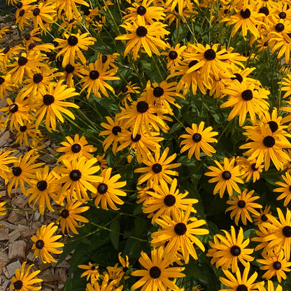 Top-down view of a cluster of Mega Millions' Black-Eyed Susan (Rudbeckia) with bright yellow, pollinator-friendly blooms featuring dark centers grows among lush green leaves and wood chip mulch in a garden - Photo Courtesy of Proven Winners, Inc.