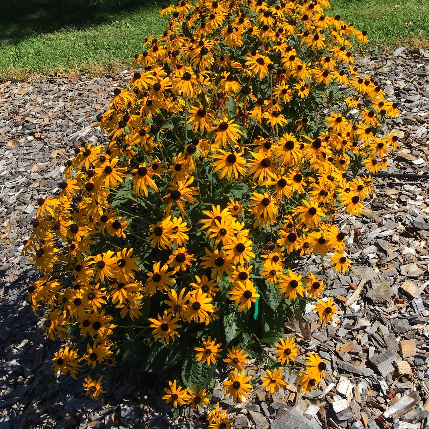 A cluster of yellow Mega Millions' Black-Eyed Susan (Rudbeckia) flowers with dark centers blooms in a pollinator-friendly perennial bed mulched with wood chips, with green grass in the background - Photo Courtesy of Proven Winners, Inc.
