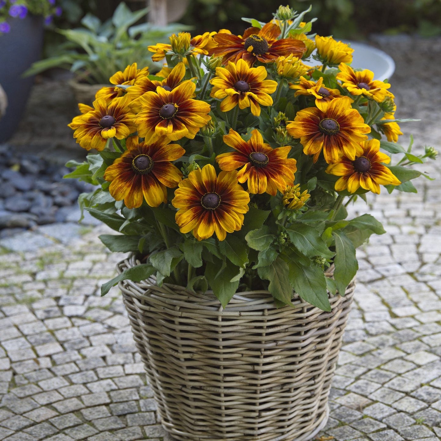 A wicker basket filled with bright Sunbeckia® Luna Black-Eyed Susan (Rudbeckia), known for drought tolerance and dark-centered yellow-orange blooms, sits on a stone-paved outdoor surface - Photo Courtesy of Ball Horticulture, Inc. Decorative pot not included.