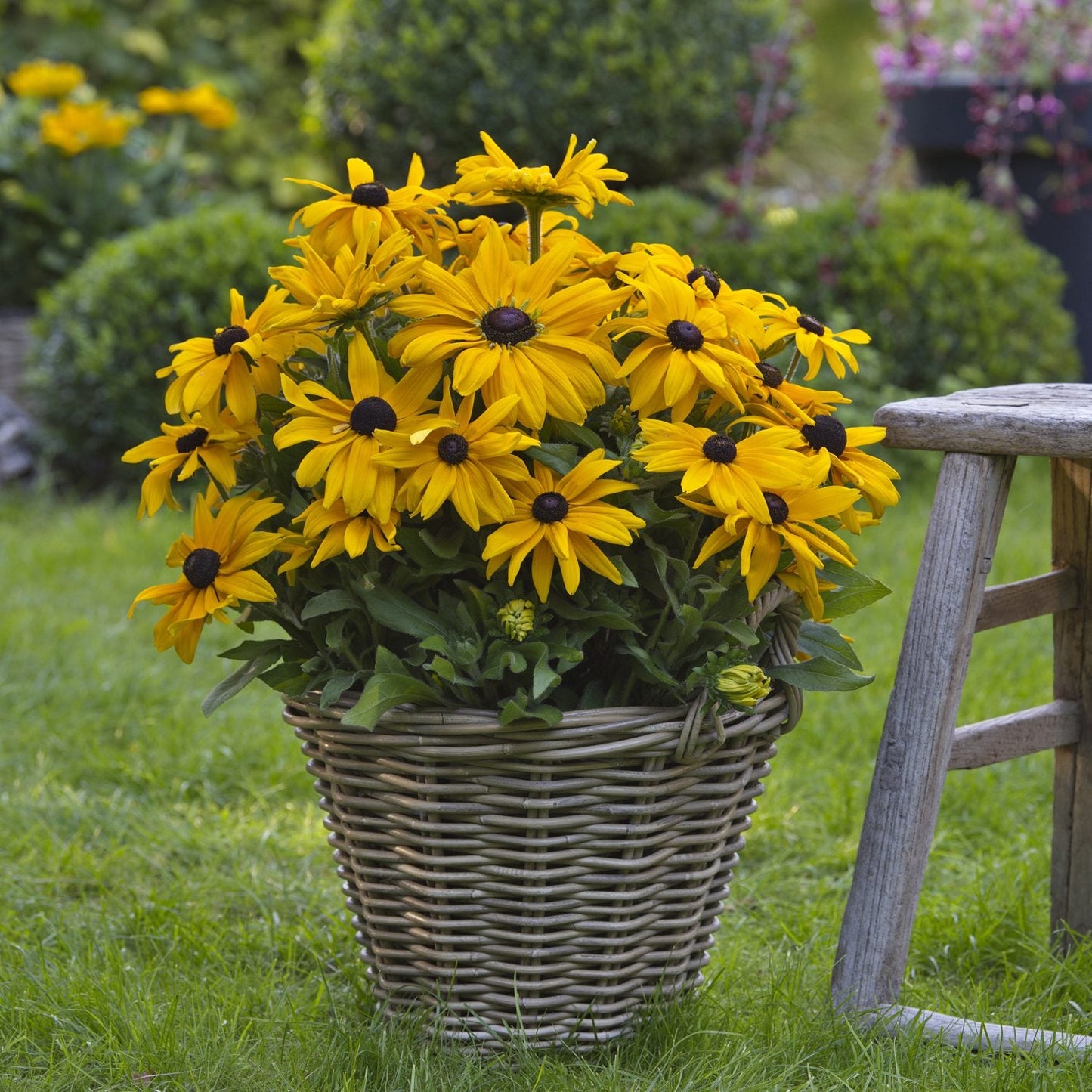 A wicker basket brimming with Sunbeckia® Paulina Black-Eyed Susan (Rudbeckia), drought-tolerant yellow blooms, rests on green grass beside a wooden stool, with blurred garden plants in the background - Photo Courtesy of Ball Horticulture, Inc. Decorative pot not included.
