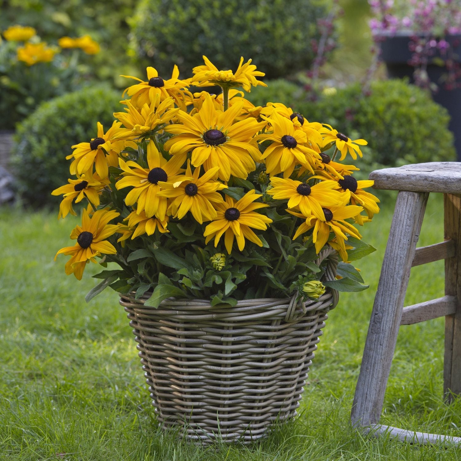 A wicker basket brimming with Sunbeckia® Paulina Black-Eyed Susan (Rudbeckia), drought-tolerant yellow blooms, rests on green grass beside a wooden stool, with blurred garden plants in the background - Photo Courtesy of Ball Horticulture, Inc. Decorative pot not included.