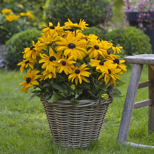 A wicker basket brimming with Sunbeckia® Paulina Black-Eyed Susan (Rudbeckia), drought-tolerant yellow blooms, rests on green grass beside a wooden stool, with blurred garden plants in the background - Photo Courtesy of Ball Horticulture, Inc. Decorative pot not included.