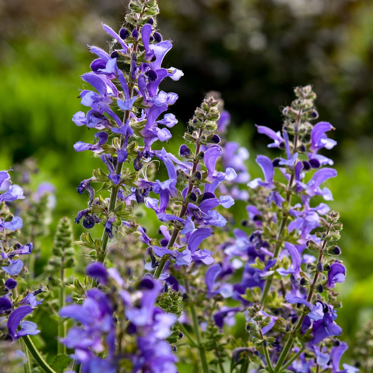 Close-up of Living Large® Big Sky Perennial Salvia features tall spikes of purple-blue flowers on green stems and leaves, blooming outdoors in bright sunlight - Photo Courtesy of Walters Gardens, Inc.