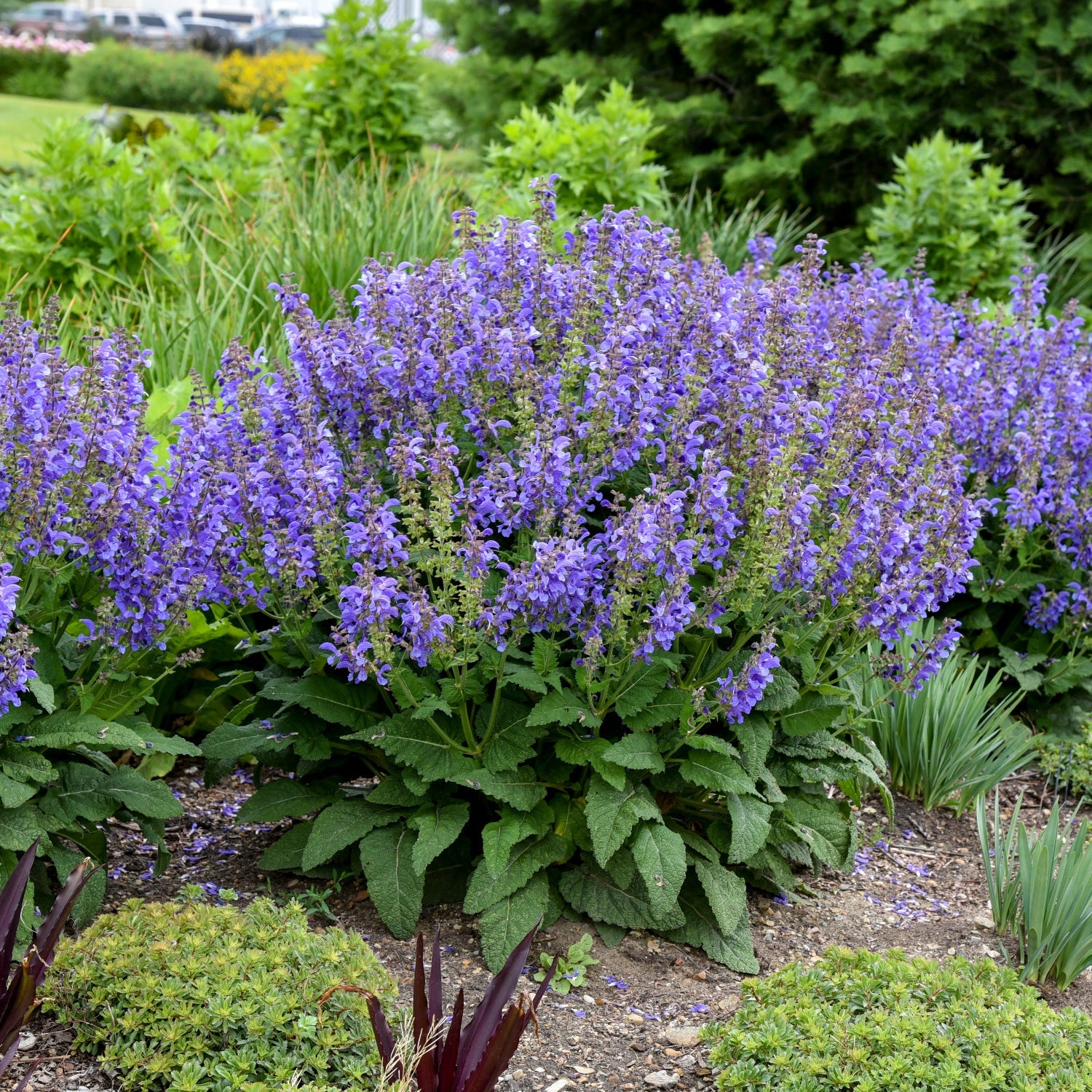 A lush garden bed showcases Living Large® Big Sky Perennial Salvia, a large bush with dense spikes of vibrant purple-blue flowers and green foliage - Photo Courtesy of Walters Gardens, Inc.