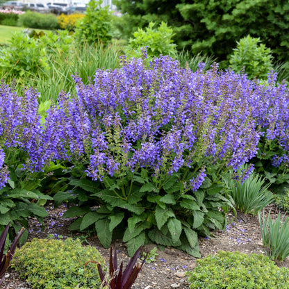 A lush garden bed showcases Living Large® Big Sky Perennial Salvia, a large bush with dense spikes of vibrant purple-blue flowers and green foliage - Photo Courtesy of Walters Gardens, Inc.
