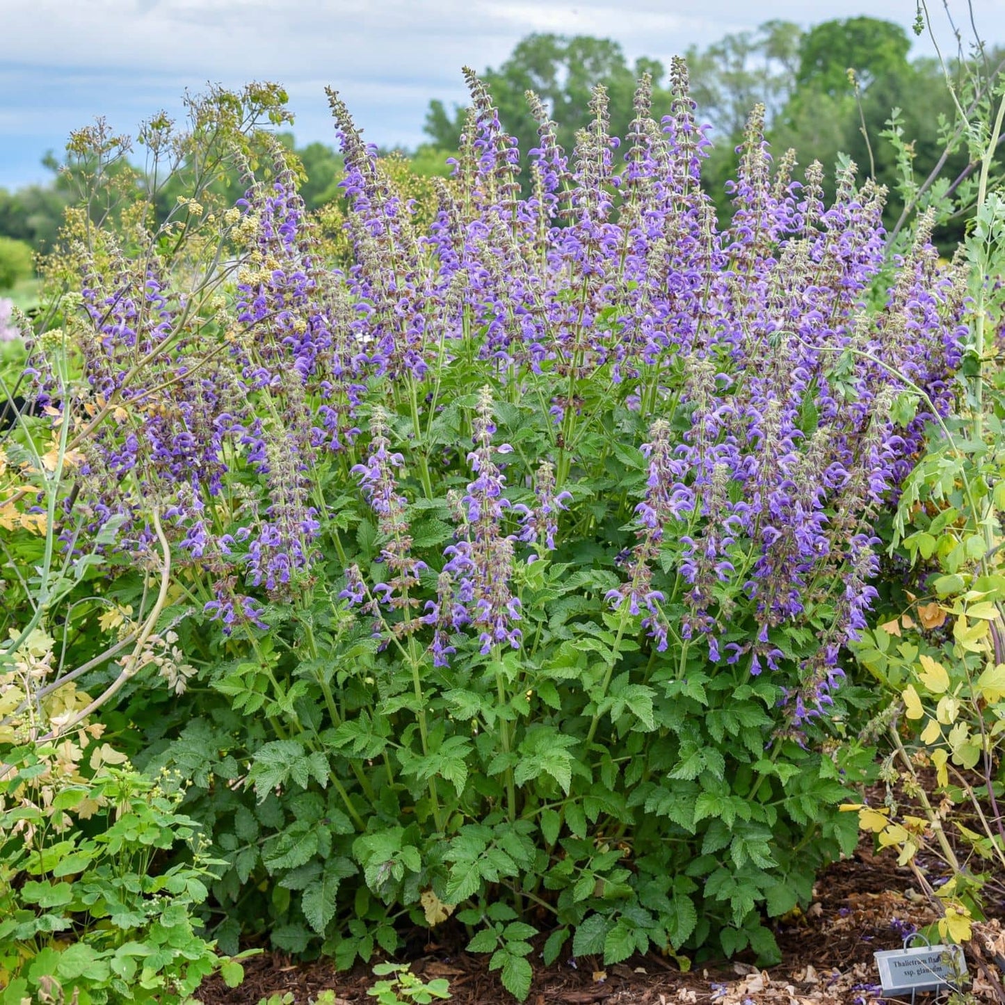 A flowering garden plant with tall spikes of purple blossoms and abundant green foliage, photographed outdoors among other plants under a cloudy sky. - Photo Courtesy of Walters Gardens, Inc.