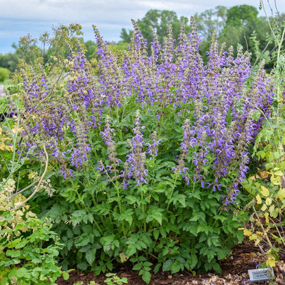 A flowering garden plant with tall spikes of purple blossoms and abundant green foliage, photographed outdoors among other plants under a cloudy sky. - Photo Courtesy of Walters Gardens, Inc.