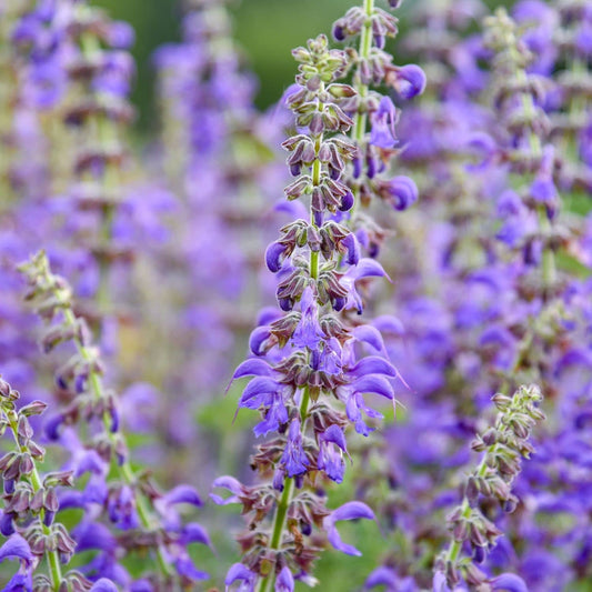 Close-up of purple lavender flowers in a field with a soft, blurred background of similar blossoms and green foliage. - Photo Courtesy of Walters Gardens, Inc.