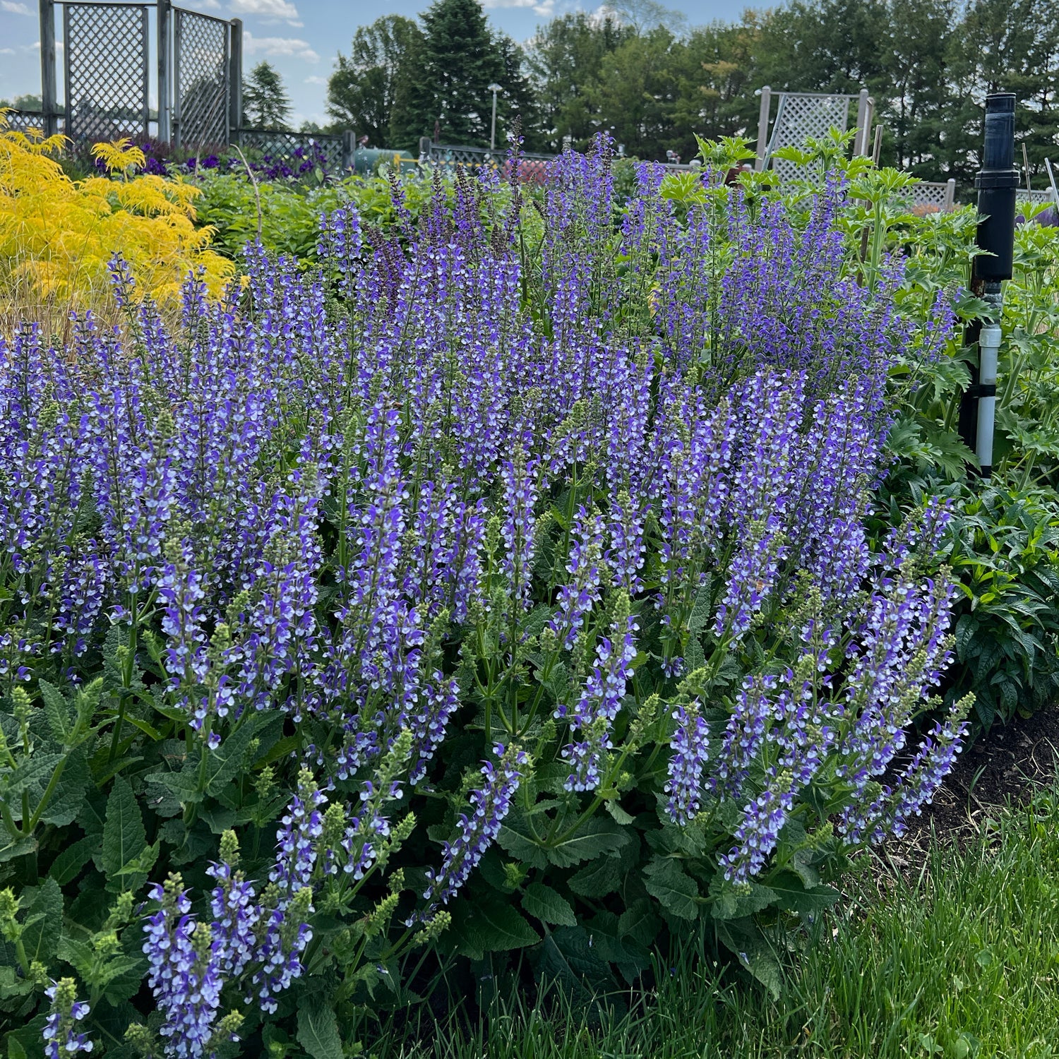 Color Spires 'Azure Snow' Perennial Salvia