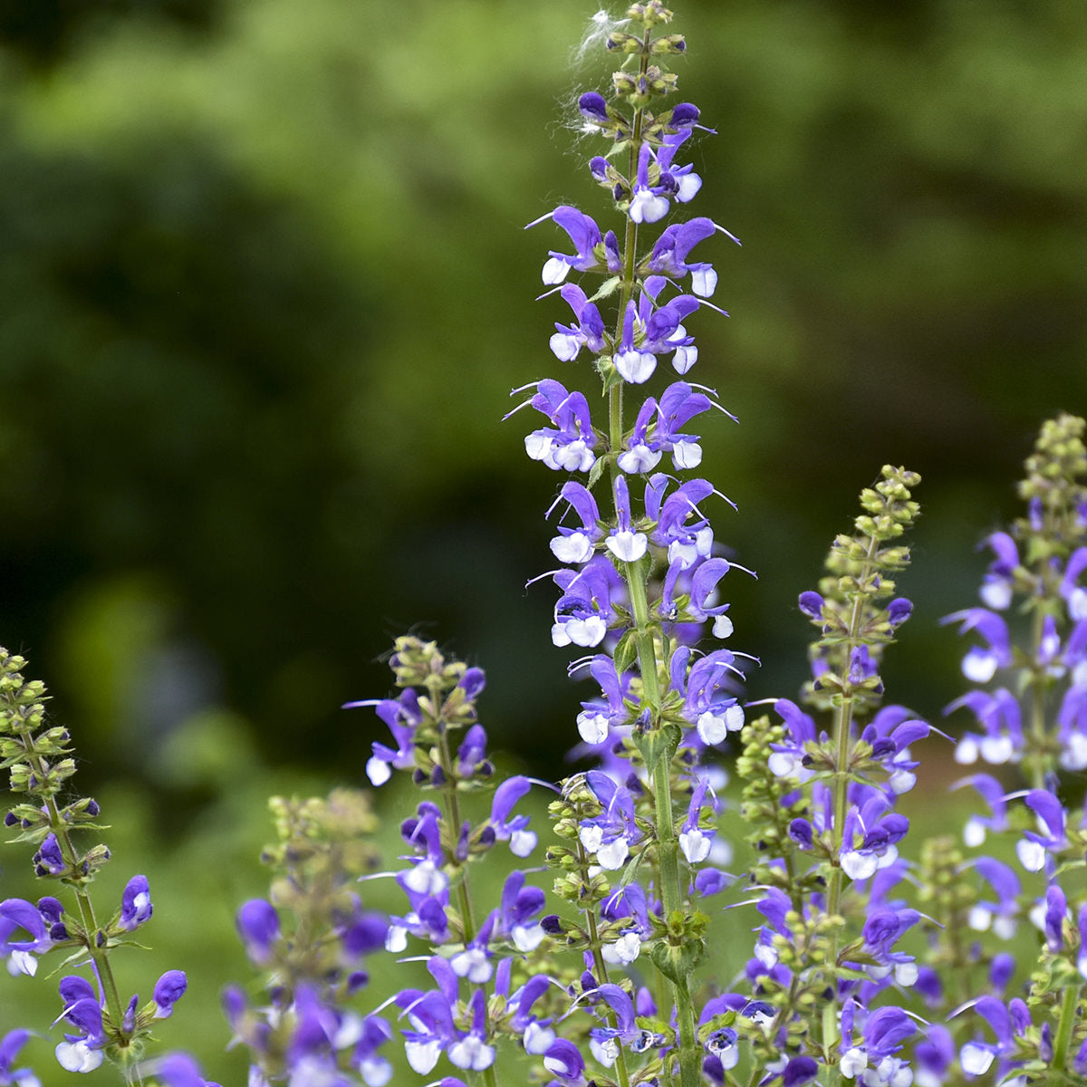 Color Spires 'Azure Snow' Perennial Salvia