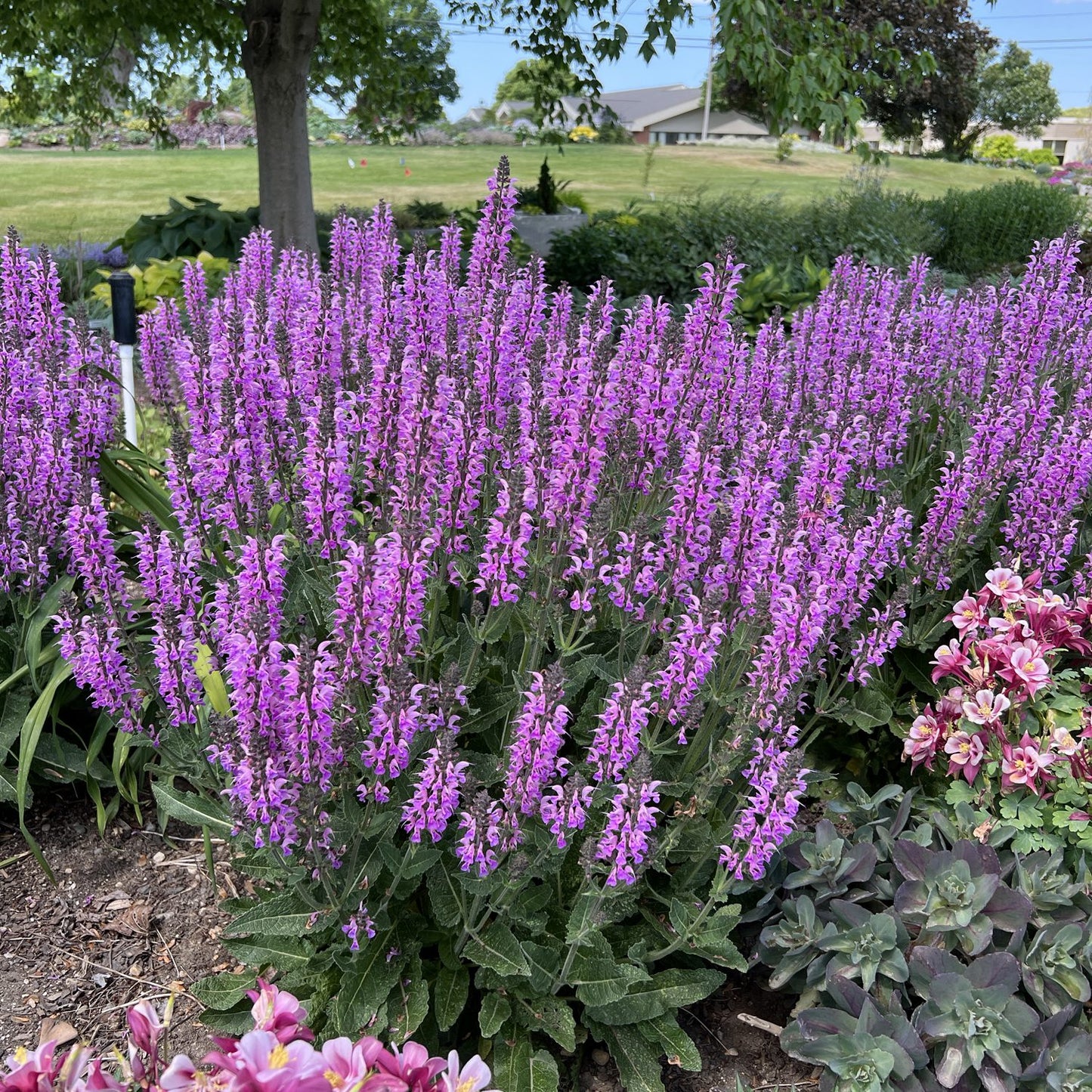 Color Spires® 'Back To the Fuchsia' Perennial Salvia - Photo Property of Garden Crossings LLC