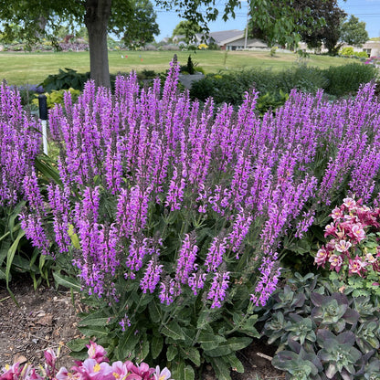 Color Spires® 'Back To the Fuchsia' Perennial Salvia - Photo Property of Garden Crossings LLC