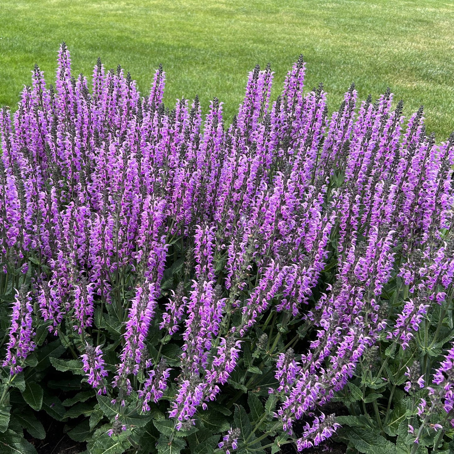 Color Spires® 'Back To the Fuchsia' Perennial Salvia - Photo Property of Garden Crossings LLC