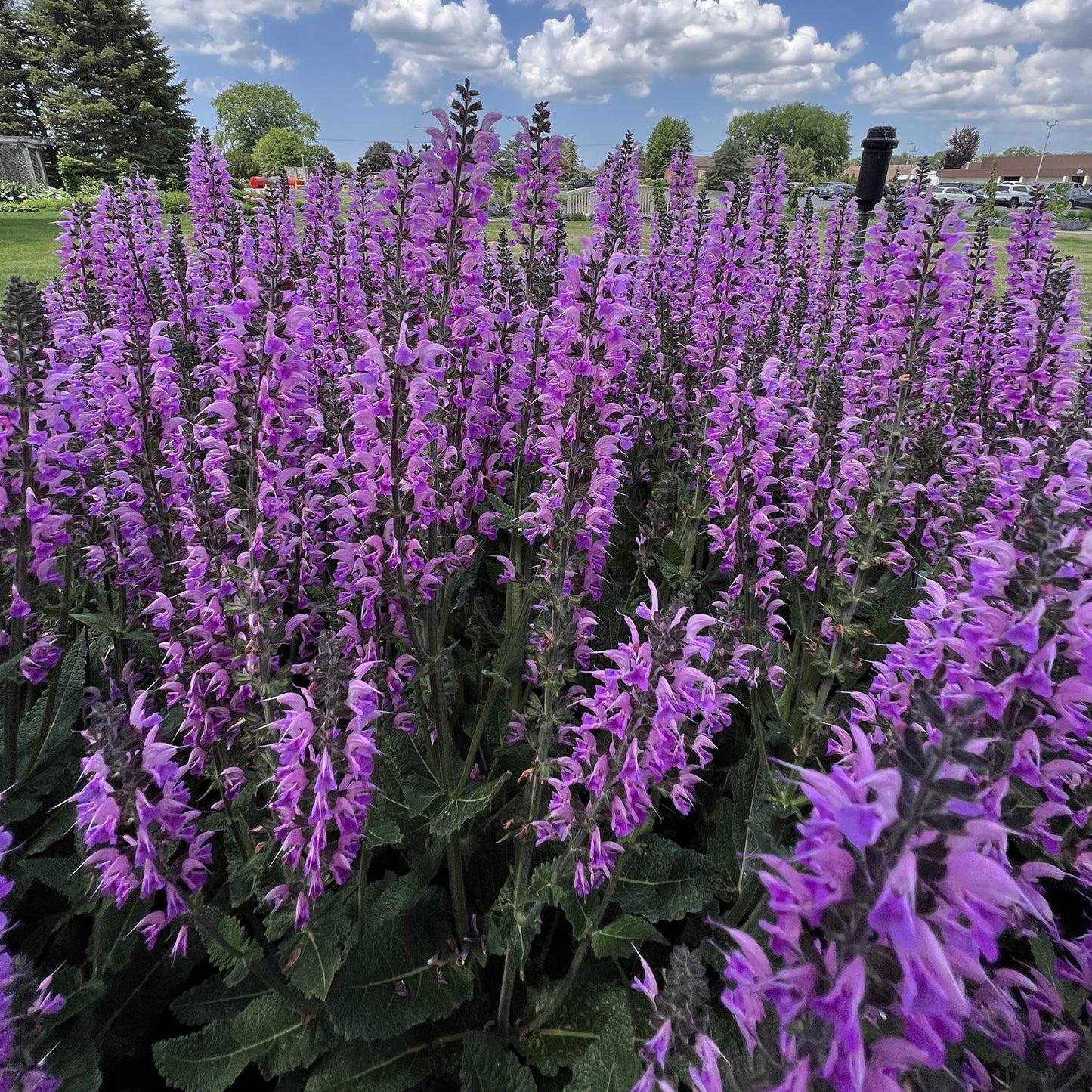 Color Spires® 'Back To the Fuchsia' Perennial Salvia - Photo Property of Garden Crossings LLC