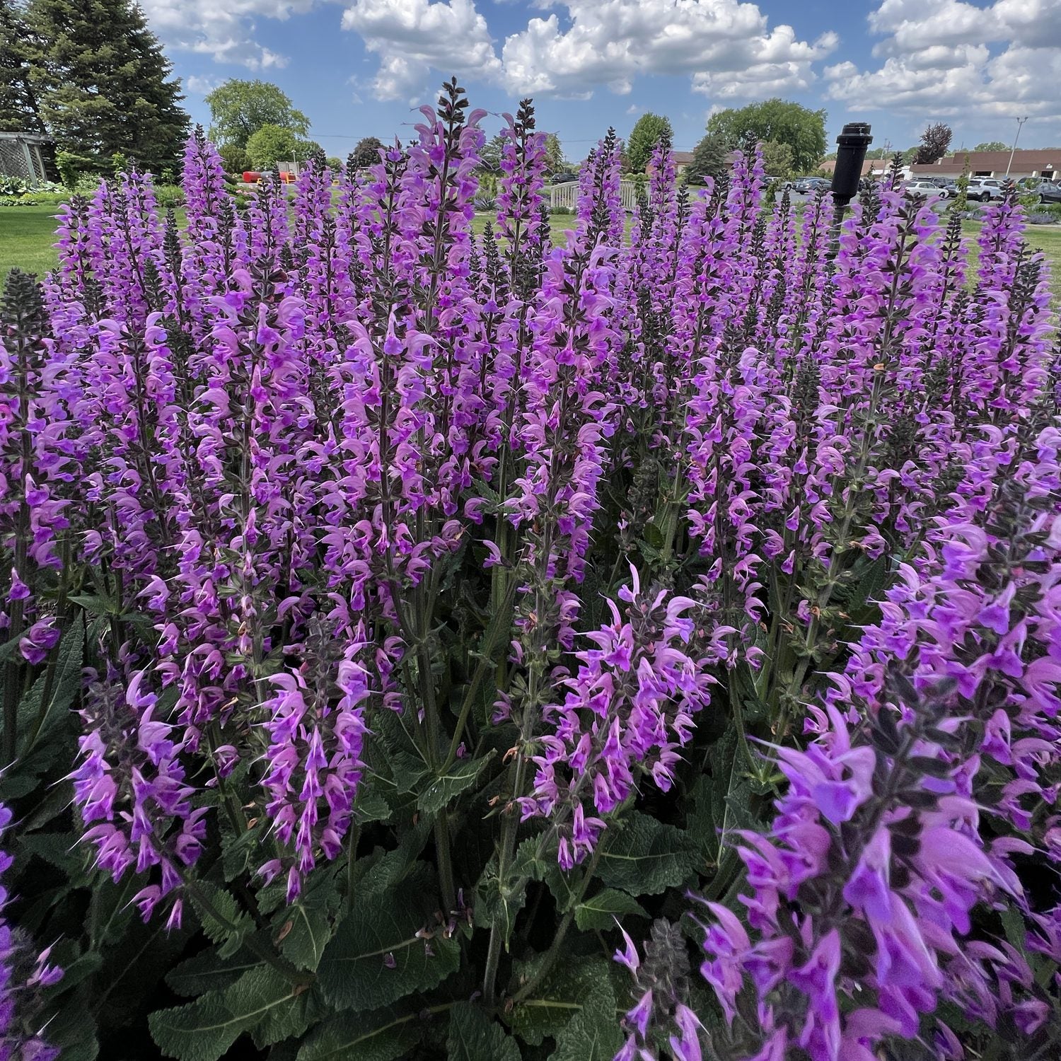 Color Spires® 'Back To the Fuchsia' Perennial Salvia - Photo Property of Garden Crossings LLC