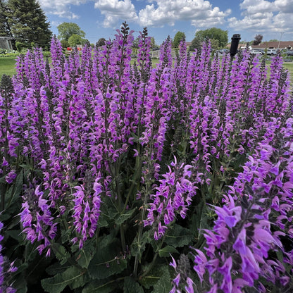Color Spires® 'Back To the Fuchsia' Perennial Salvia - Photo Property of Garden Crossings LLC