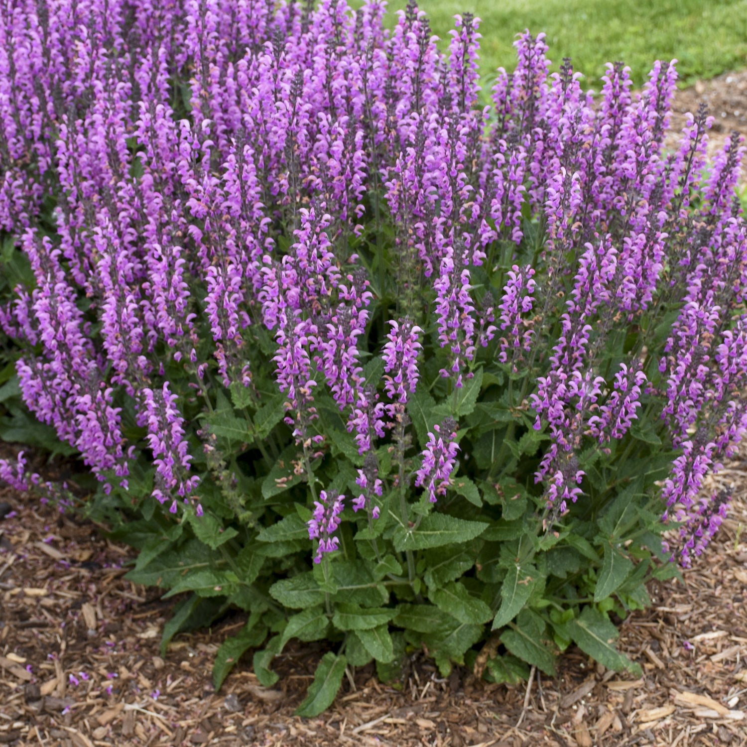 Color Spires® 'Back To the Fuchsia' Perennial Salvia - Photo Courtesy of Walters Gardens, Inc.