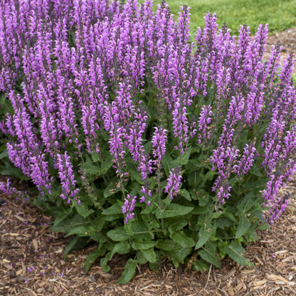 Color Spires® 'Back To the Fuchsia' Perennial Salvia - Photo Courtesy of Walters Gardens, Inc.