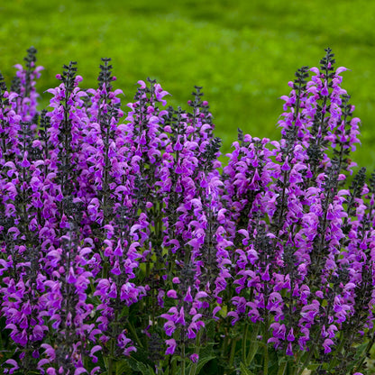 Color Spires® 'Back To the Fuchsia' Perennial Salvia - Photo Courtesy of Walters Gardens, Inc.