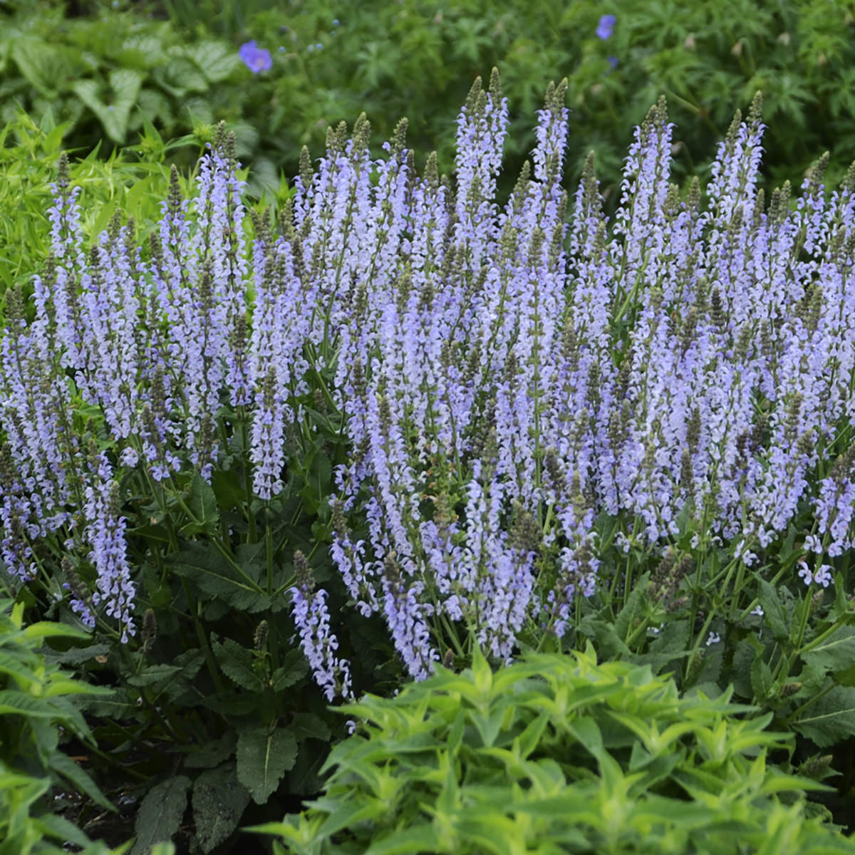 A dense cluster of tall, slender Color Spires® 'Crystal Blue' Perennial Salvia blooms rises among bright green foliage, highlighting this drought-tolerant perennial’s striking beauty in the garden - Photo Courtesy of Proven Winners, Inc.