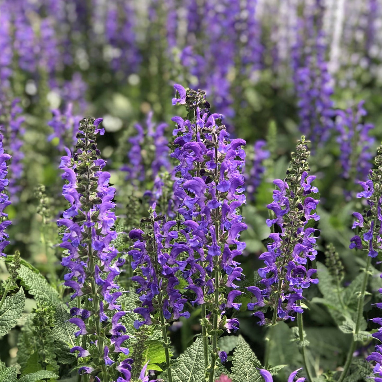 A close-up of Color Spires® 'Indiglo Girl' Perennial Salvia in bloom, showing vibrant purple and indigo blue flowers above green leaves, with blurred pollinator plants in the background - Photo Property of Garden Crossings LLC.