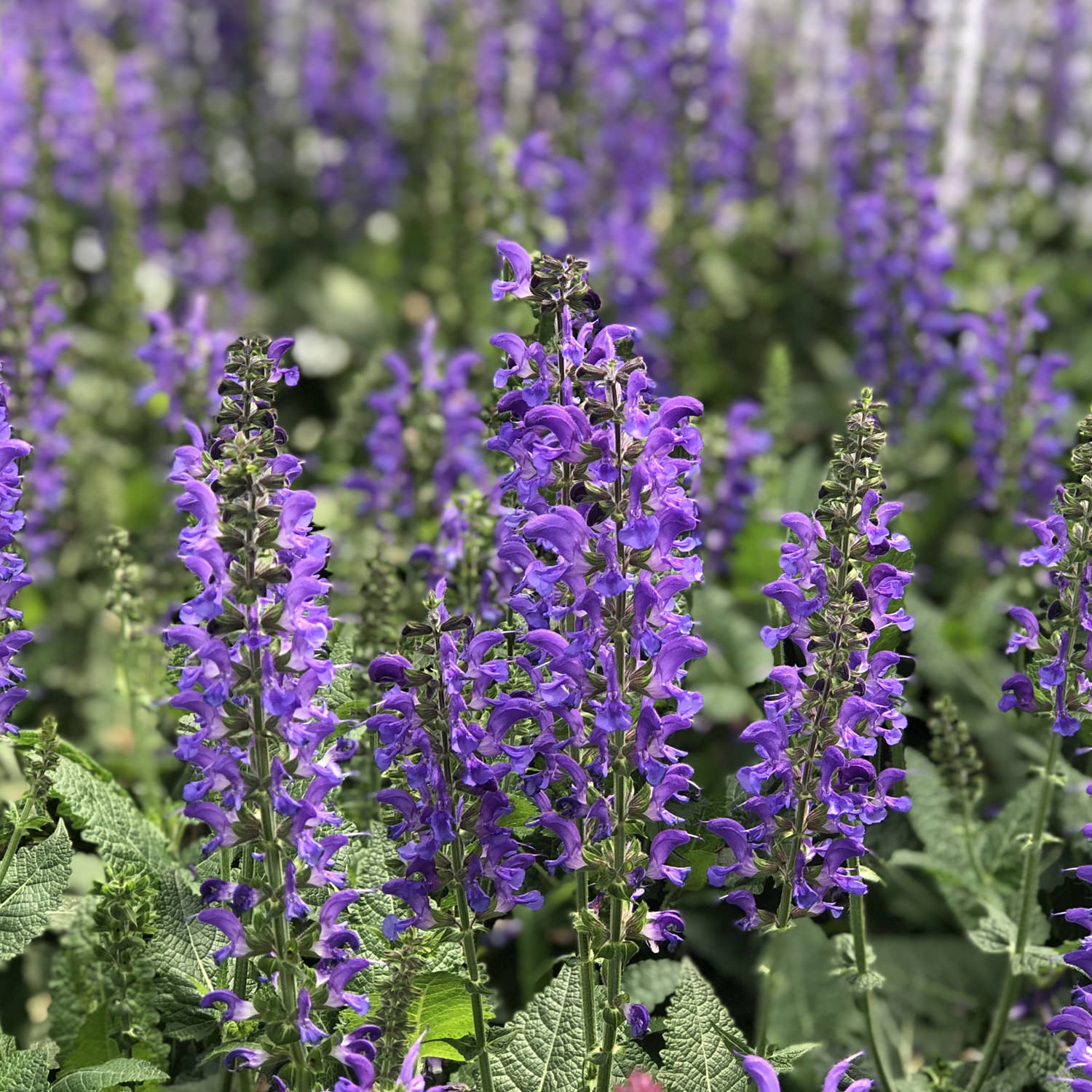 A close-up of Color Spires® 'Indiglo Girl' Perennial Salvia in bloom, showing vibrant purple and indigo blue flowers above green leaves, with blurred pollinator plants in the background - Photo Property of Garden Crossings LLC.