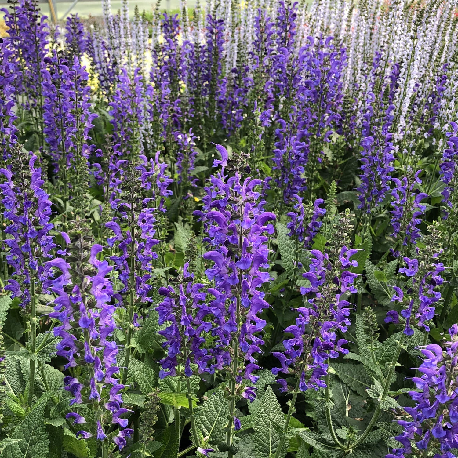 Color Spires® 'Indiglo Girl' Perennial Salvia displays tall, leafy green stems with indigo blue blooms, adding vibrant violet hues to outdoor gardens against a lush backdrop of greenery - Photo Property of Garden Crossings LLC.