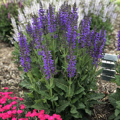 Color Spires® 'Indiglo Girl' Perennial Salvia features tall indigo blue blooms above green foliage, set in mulch and edged with small bright pink flowers - Photo Property of Garden Crossings LLC.