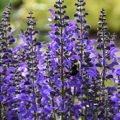 A bumblebee gathers nectar from Color Spires® 'Indiglo Girl' Perennial Salvia, its electic indigo blue blooms vibrant in the sunlit garden amid blurred green and yellow foliage in the background - Photo Courtesy of Proven Winners, Inc.