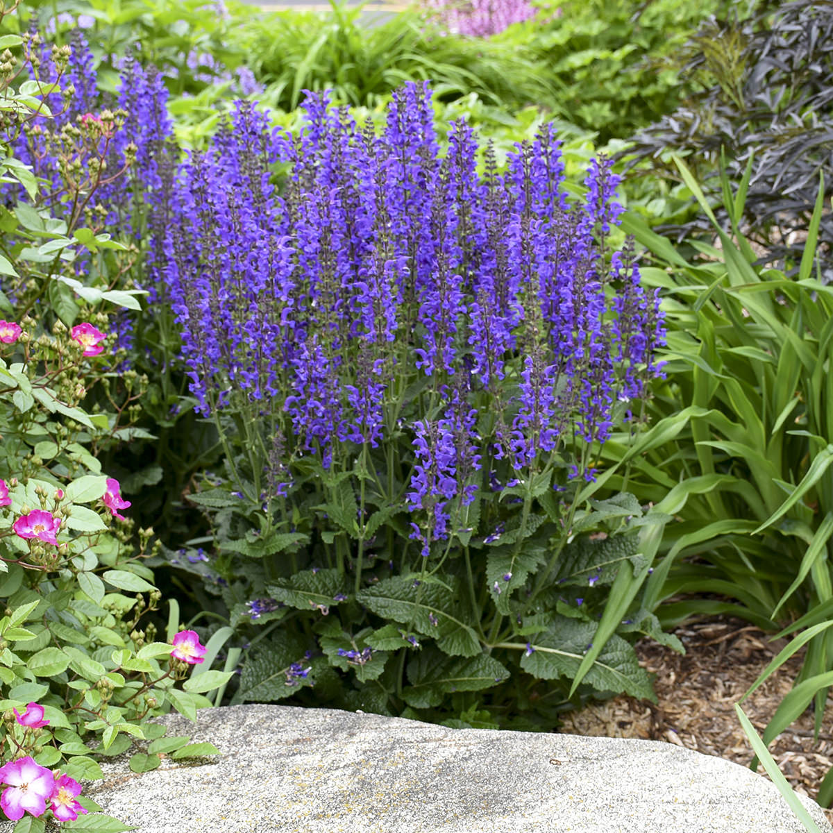 Color Spires® 'Indiglo Girl' Perennial Salvia features tall spikes of indigo blue flowers, thriving in gardens with lush green foliage, pink blooms, and a front-facing stone accent - Photo Courtesy of Proven Winners, Inc.