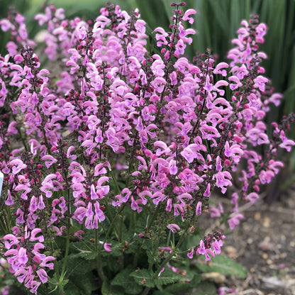 Color Spires® 'Pink Dawn' Perennial Salvia - Photo Property of Garden Crossings LLC
