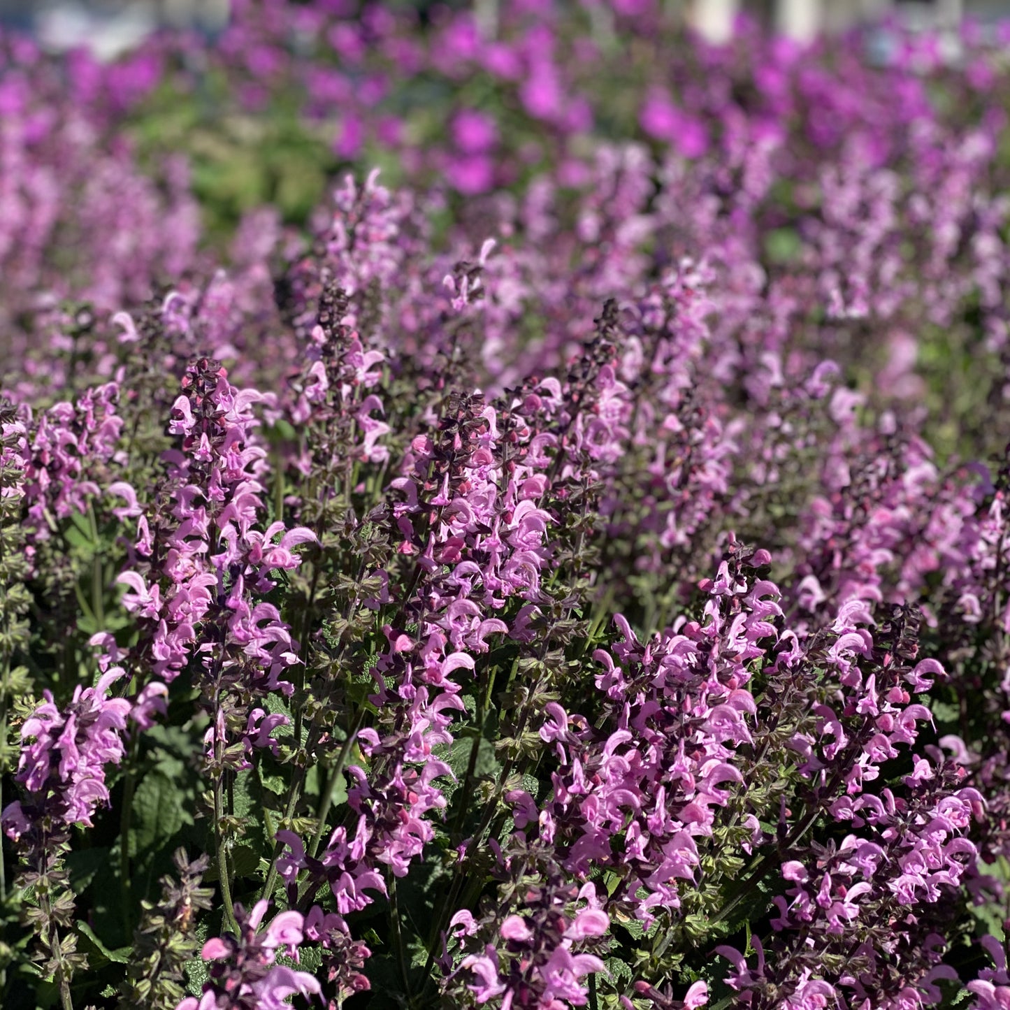 Color Spires® 'Pink Dawn' Perennial Salvia - Photo Property of Garden Crossings LLC