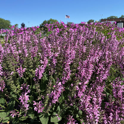 Color Spires® 'Pink Dawn' Perennial Salvia - Photo Property of Garden Crossings LLC